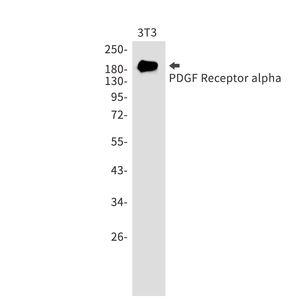 PDGFR alpha Rabbit mAb ABZ3111