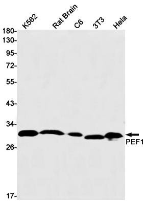 PEF1 Rabbit mAb ABZ3113
