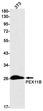 PEX11B Rabbit mAb ABZ3115