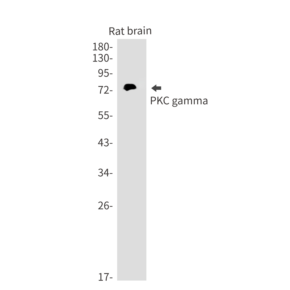 PKC gamma Rabbit mAb ABZ3121
