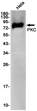 PKC gamma Rabbit mAb ABZ3121