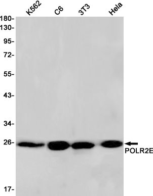 POLR2E/rpb5 Rabbit mAb ABZ3124