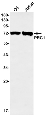 PRC1 Rabbit mAb ABZ3127