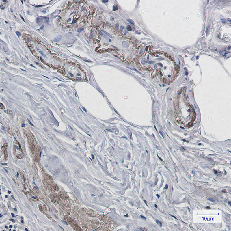 Prion Protein PrP Rabbit mAb ABZ3129