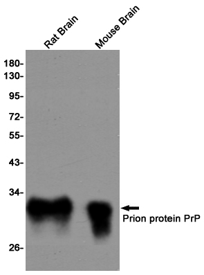 Prion Protein PrP Rabbit mAb ABZ3129