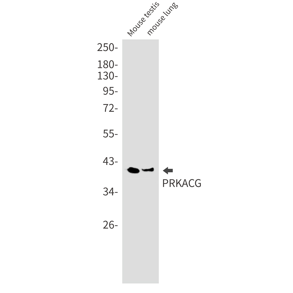 PRKACG Rabbit mAb ABZ3130