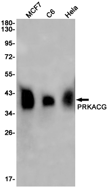 PRKACG Rabbit mAb ABZ3130