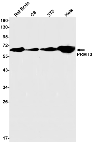 PRMT3 Rabbit mAb ABZ3131