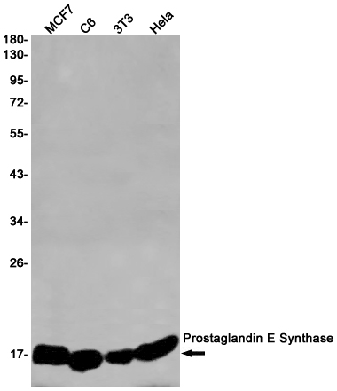 Prostaglandin E Synthase/MPGES-1 Rabbit mAb ABZ3132