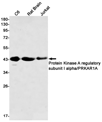 PRKAR1A Rabbit mAb ABZ3133