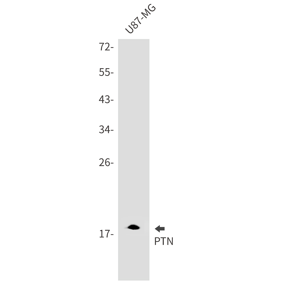 PTN Rabbit mAb ABZ3137