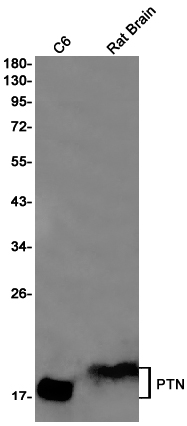 PTN Rabbit mAb ABZ3137