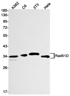 Rad51D Rabbit mAb ABZ3140