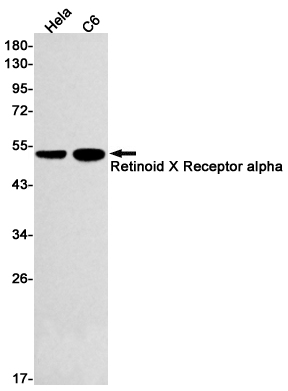Retinoid X Receptor alpha Rabbit mAb ABZ3148