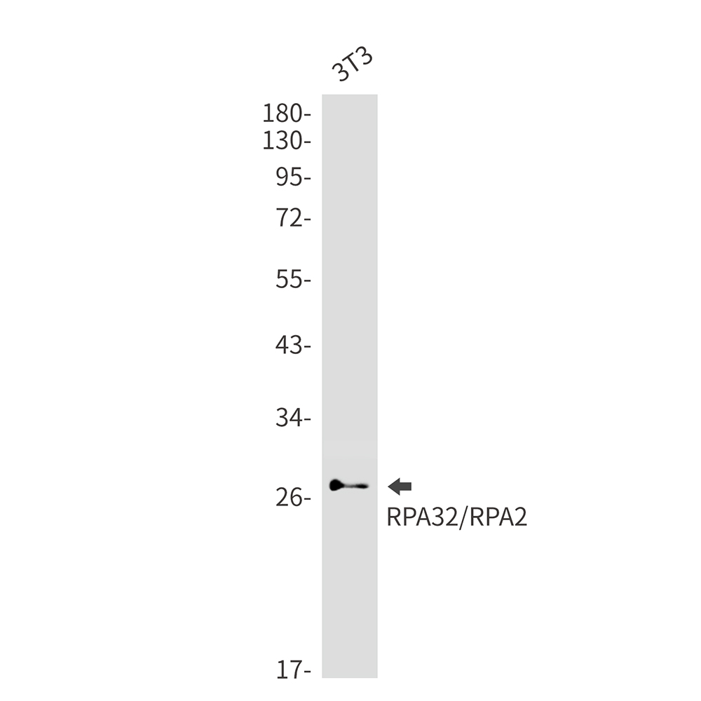 RPA32 Rabbit mAb ABZ3150