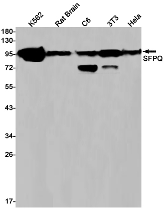 SFPQ Rabbit mAb ABZ3161