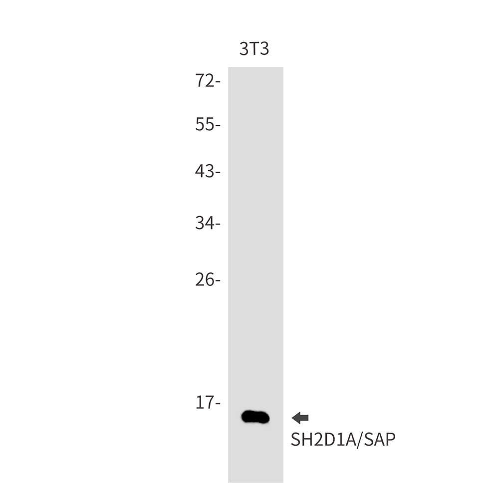 SH2D1A/SAP Rabbit mAb ABZ3163