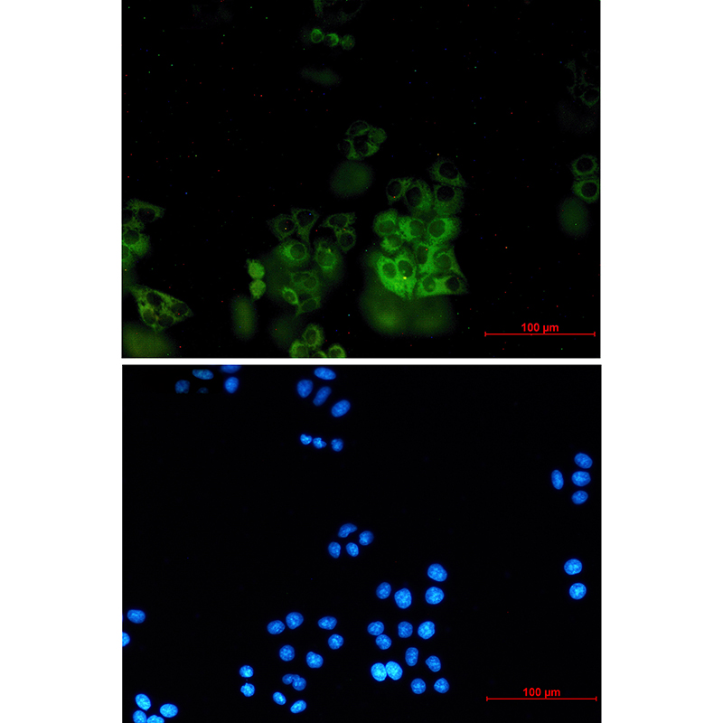 SH3PX1/SNX9 Rabbit mAb ABZ3164