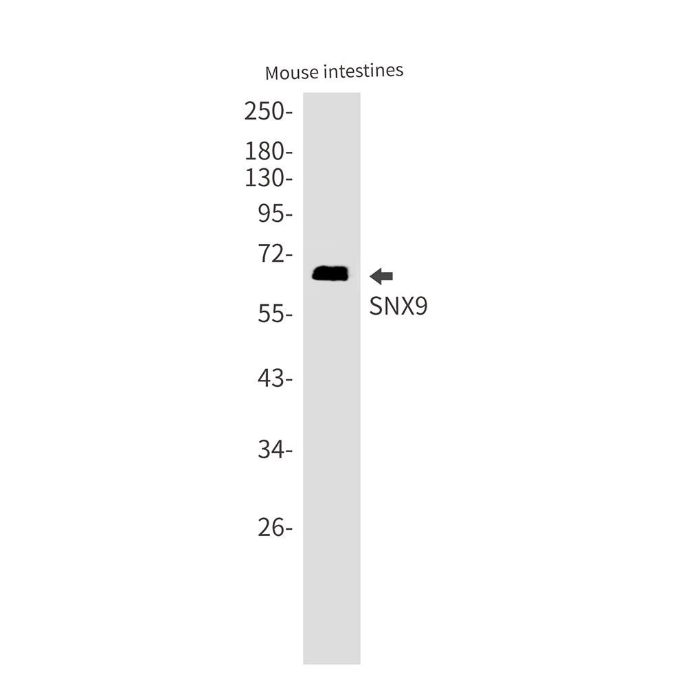 SH3PX1/SNX9 Rabbit mAb ABZ3164
