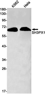 SH3PX1/SNX9 Rabbit mAb ABZ3164