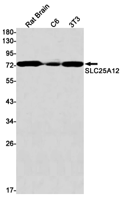 SLC25A12 Rabbit mAb ABZ3167
