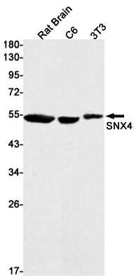 SNX4 Rabbit mAb ABZ3171