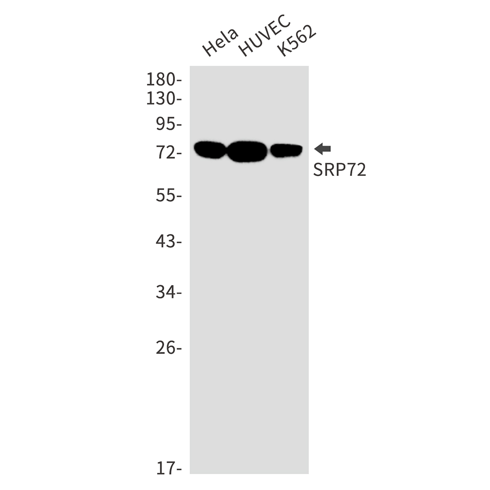 SRP72 Rabbit mAb ABZ3178