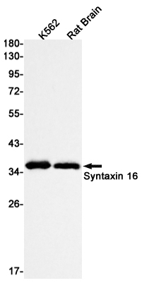 Syntaxin 16 Rabbit mAb ABZ3182