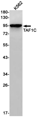 TAF1C Rabbit mAb ABZ3184