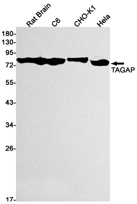 TAGAP Rabbit mAb ABZ3185
