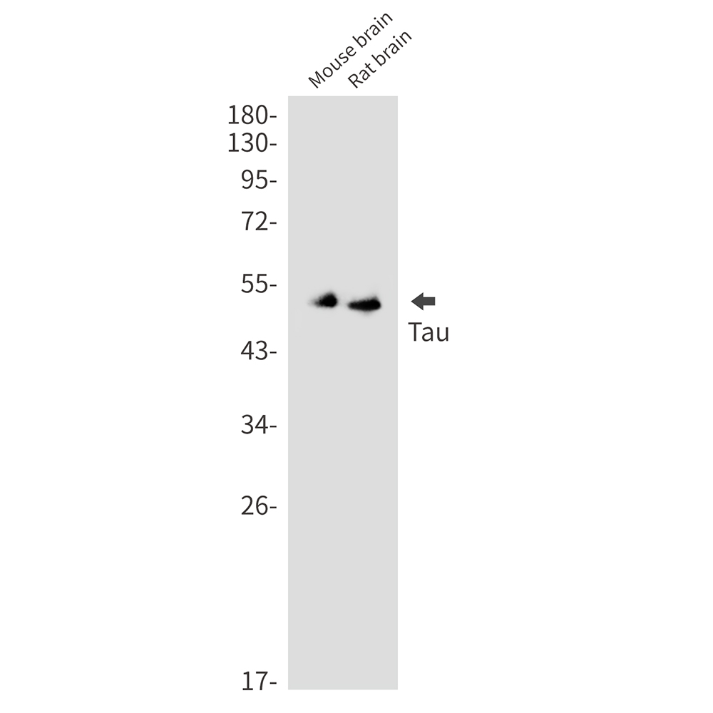 Tau Rabbit mAb ABZ3186