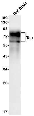 Tau Rabbit mAb ABZ3187