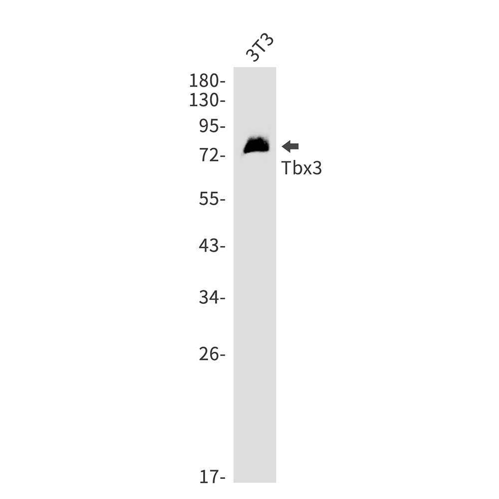 T Box Protein 3 Rabbit mAb ABZ3188