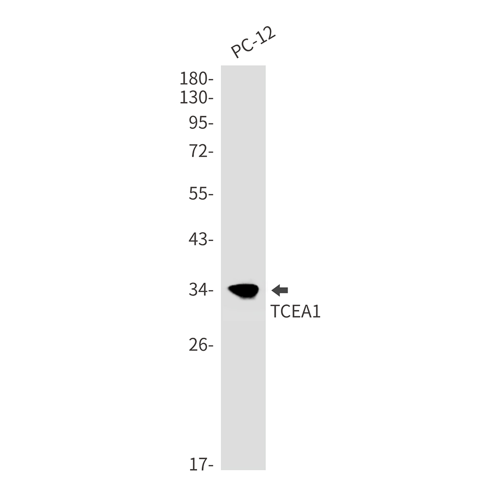TCEA1 Rabbit mAb ABZ3189
