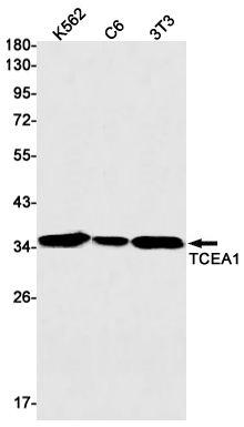 TCEA1 Rabbit mAb ABZ3189