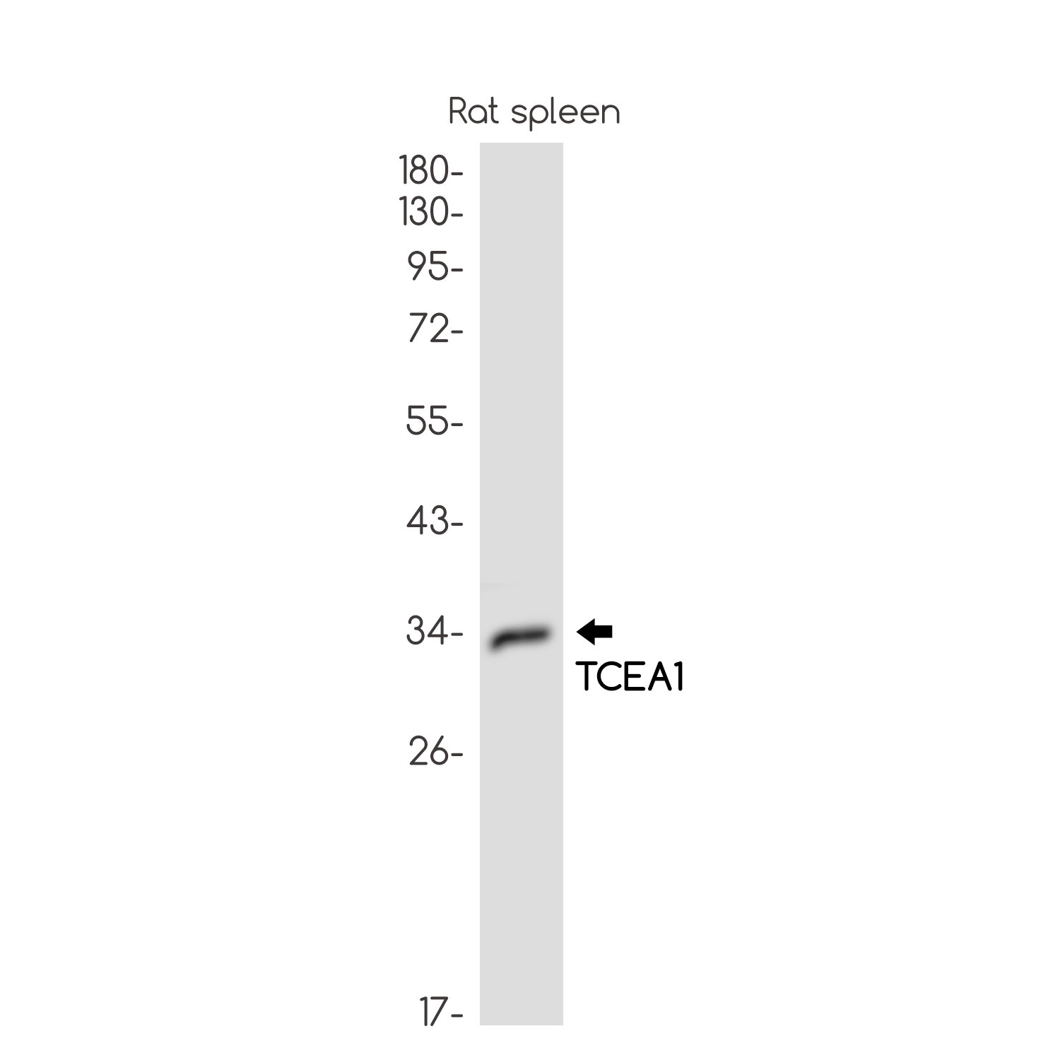 TCEA1 Rabbit mAb ABZ3190