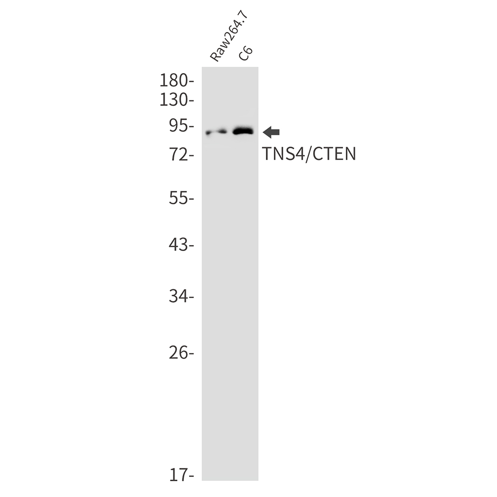 Tensin 4 Rabbit mAb ABZ3203