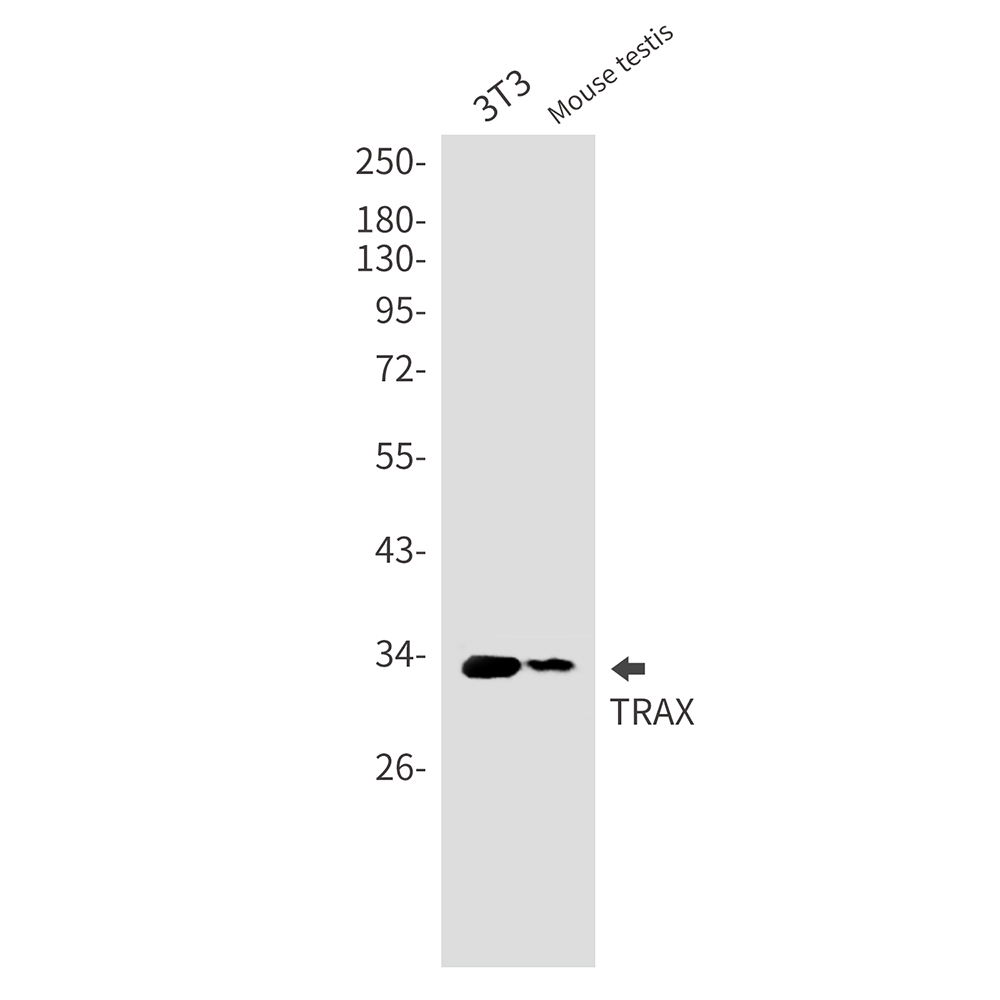 Translin Associated Protein X Rabbit mAb ABZ3207