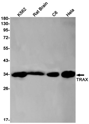 Translin Associated Protein X Rabbit mAb ABZ3207