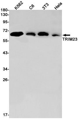 TRIM23/ARD1 Rabbit mAb ABZ3210