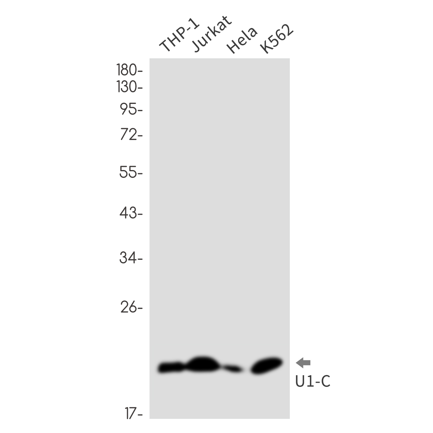 U1C Rabbit mAb ABZ3217