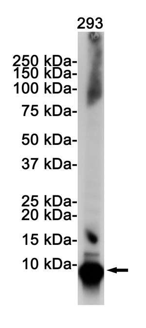 Ubiquitin Rabbit mAb ABZ3219