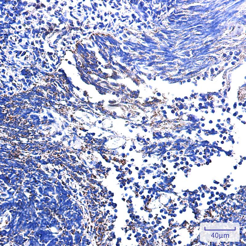 Complex III Subunit 7 Rabbit mAb ABZ3222