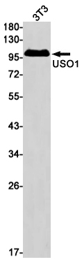 USO1 Rabbit mAb ABZ3226