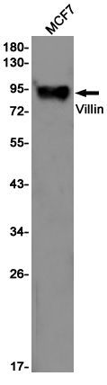 Villin Rabbit mAb ABZ3227