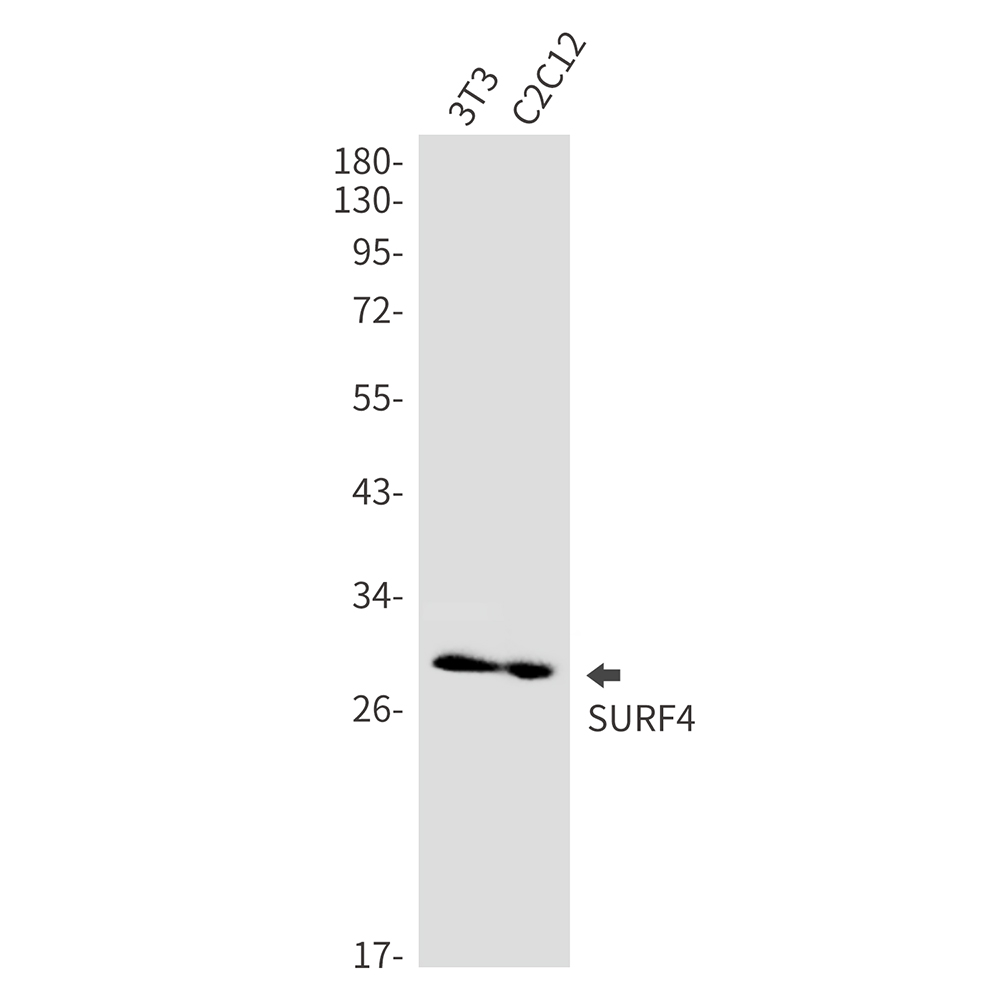 SURF4 Rabbit mAb ABZ3236