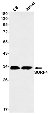 SURF4 Rabbit mAb ABZ3236