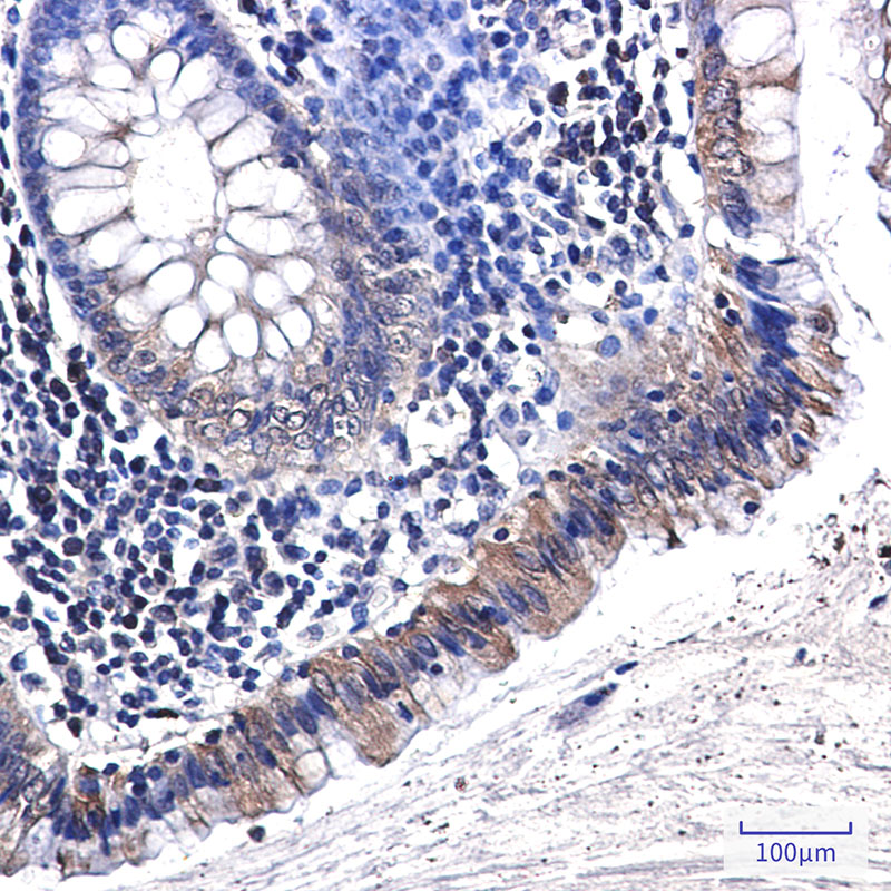 Osteopontin Rabbit mAb ABZ3239
