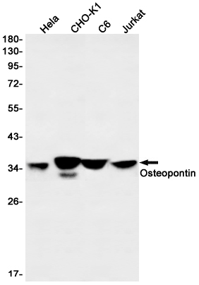 Osteopontin Rabbit mAb ABZ3239