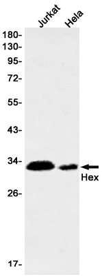 Hex Rabbit mAb ABZ3240